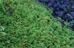 sinobugoke005m_s.jpg