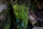 takasagosagarigoke028_s.jpg