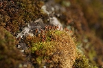 tutinouenokogoke148_s.jpg