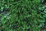 tyoutinhariganegoke163_s.jpg
