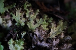 urabenijyagoke038_s.jpg
