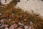 yanouenoakagoke170_s.jpg