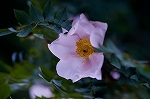 hakonebara36043_n_s.jpg