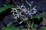 iwatabako36050_n_s.jpg