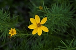 itobaharusyagiku002m_s.jpg