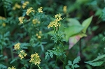 kirehainugarasi109_s.jpg