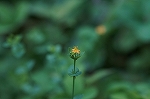 kokeotogiri055_s.jpg