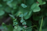 kokeotogiri061.jpg