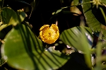 kouhone39079_n_s.jpg