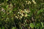 aonotugazakura327_s.jpg
