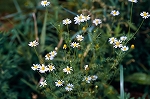 inukamiture011_n_s.jpg