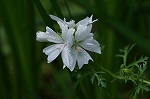 jyakouaoi004_s.jpg
