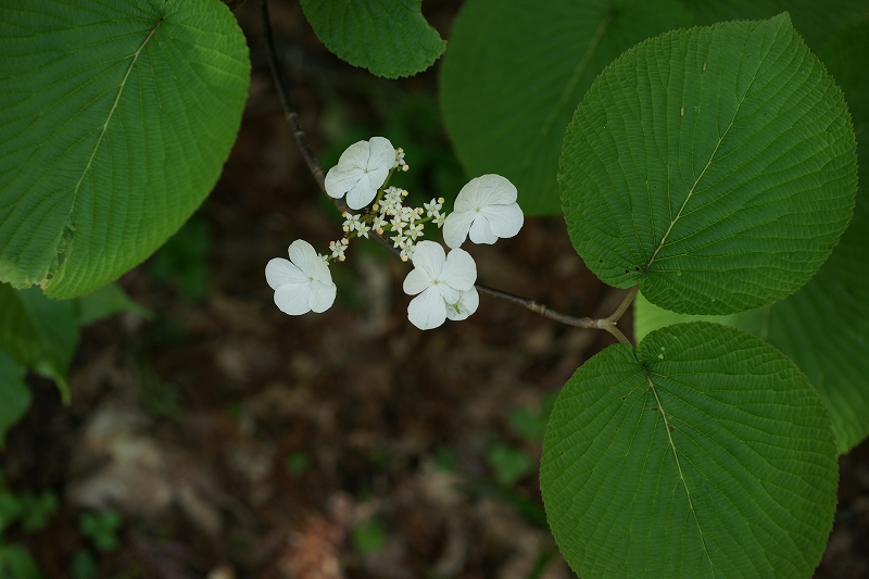 ookamenoki086.jpg