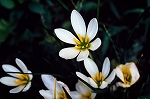 tamasudare40047_n_s.jpg