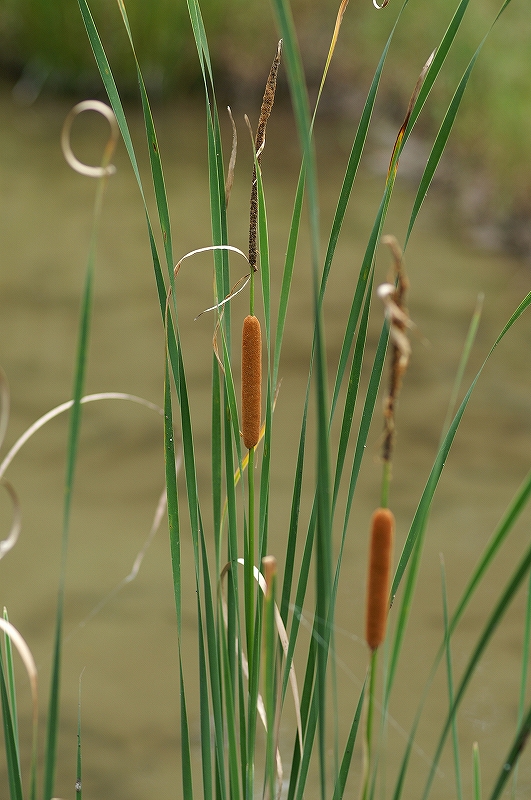himegama055.jpg