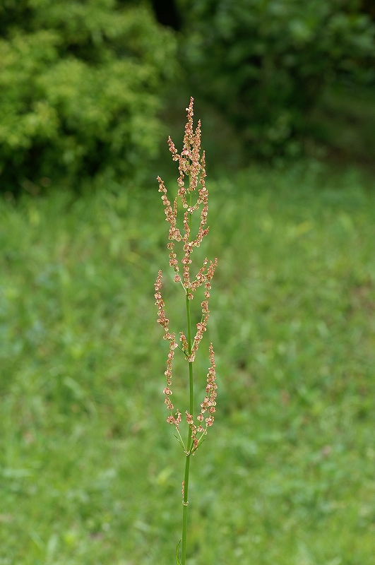 suiba038.jpg
