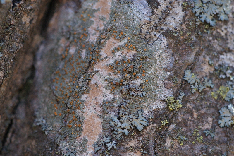 daidaisaragoke071.jpg