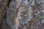 daidaisaragoke071_s.jpg