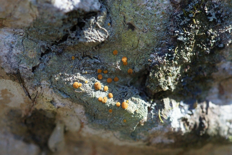 daidaisaragoke087m.jpg