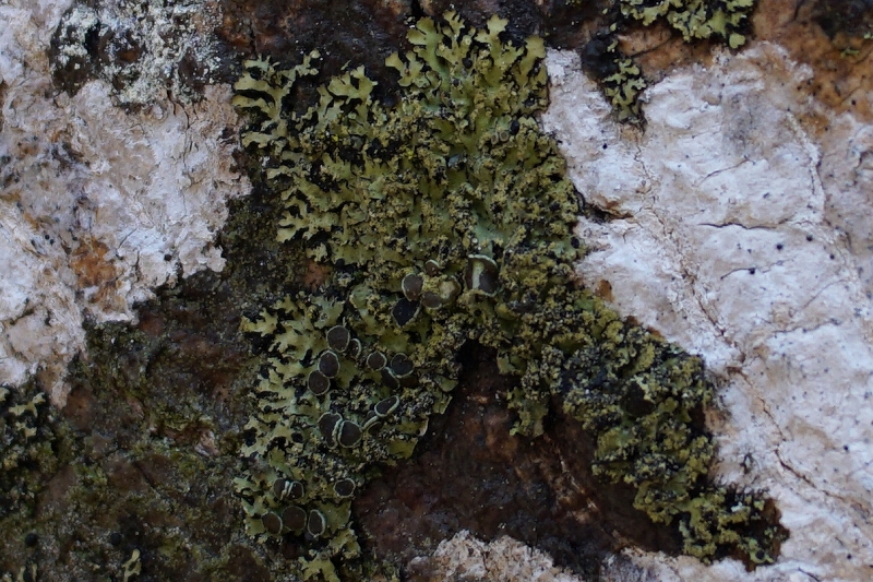 himegejigejigoke009m.jpg