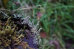 himerengegoke056_s.jpg