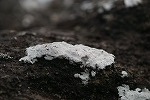 kikkouibogoke355_s.jpg