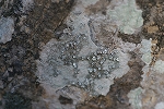 konaibogoke105_s.jpg