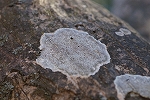 sirofutiibogoke065_s.jpg