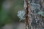 tuzurekaratatigoke444_s.jpg