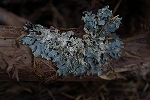 usubatokobusigoke028_s.jpg