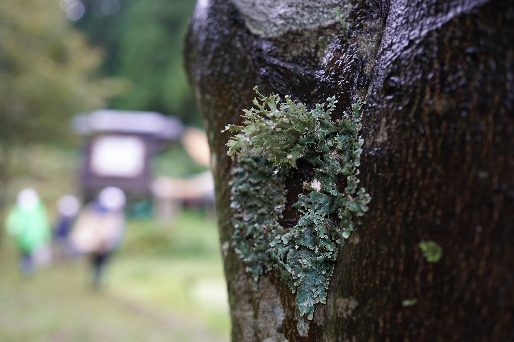 yamahikonori060.jpg